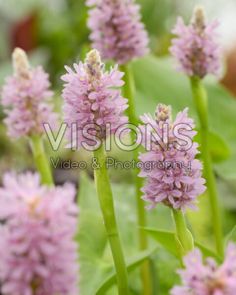 Pontederia cordata Lavender Pink