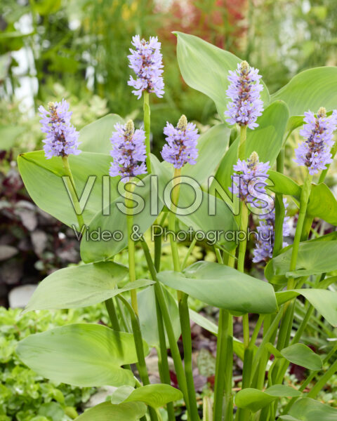Pontederia cordata Pontederia cordata