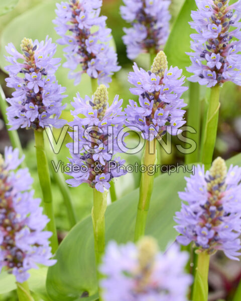 Pontederia cordata Pontederia cordata