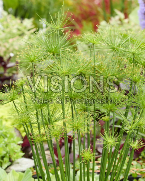Cyperus haspan Cyperus haspan