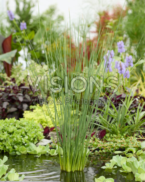 Juncus inflexus Blue Arrows Juncus inflexus Blue Arrows