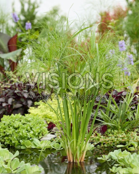 Cyperus papyrus Perkamentus Cyperus papyrus Perkamentus