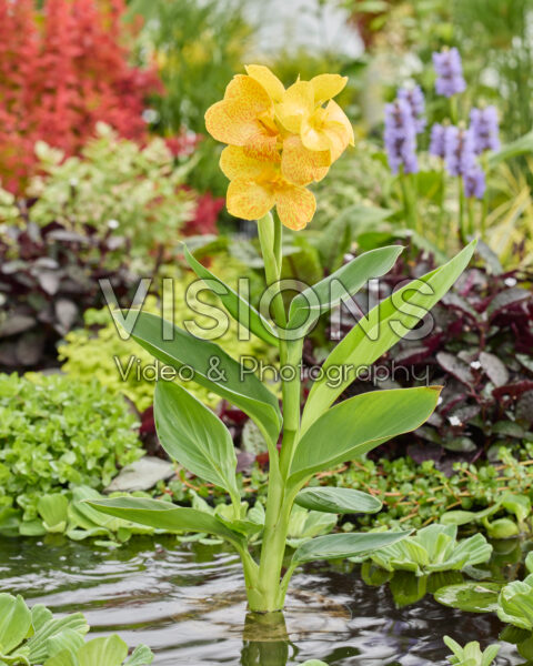 Canna CannaSun™ Maria Canna CannaSun™ Maria