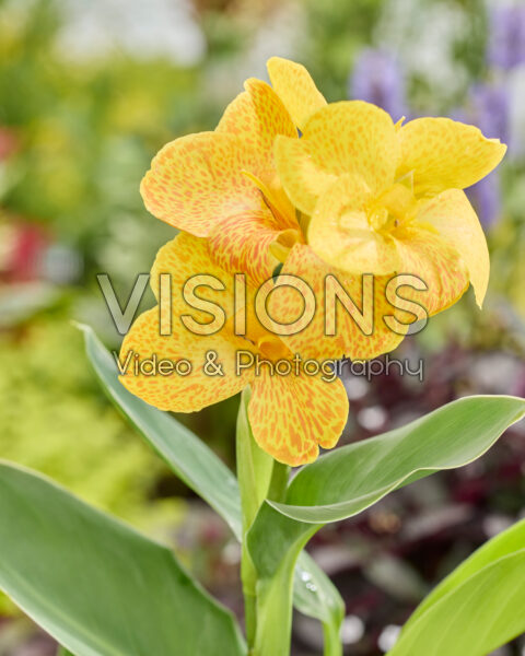 Canna CannaSun™ Maria Canna CannaSun™ Maria