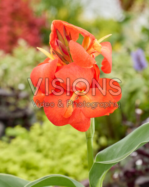 Canna CannaSun™ Olivia Canna CannaSun™ Olivia