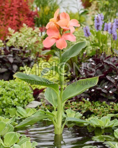 Canna CannaSun™ Rosita Canna CannaSun™ Rosita