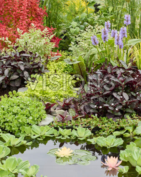 Aquatic plants Aquatic plants