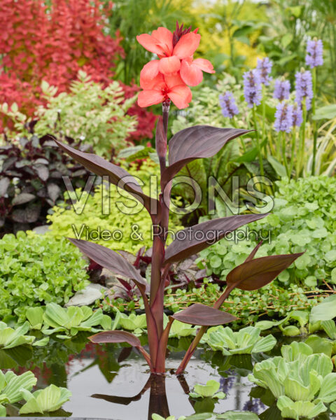 Canna CannaSun™ Theresa
