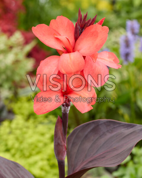 Canna CannaSun™ Theresa Canna CannaSun™ Theresa