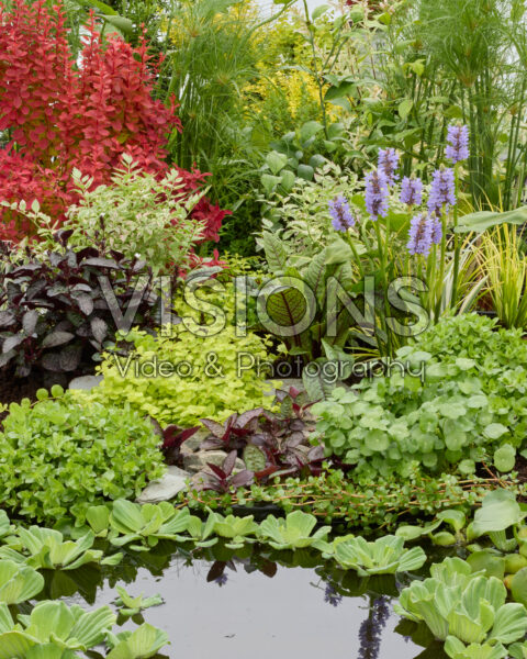 Waterplanten Waterplanten