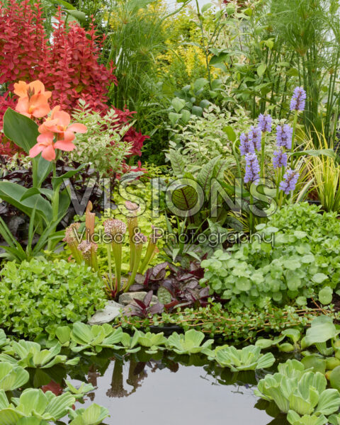 Aquatic plants Aquatic plants