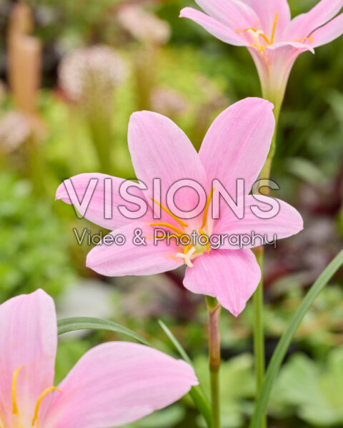 Zephyranthes robustus Zephyranthes robustus