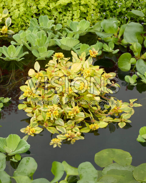 Lysimachia congestiflora Outback Sunset Lysimachia congestiflora Outback Sunset