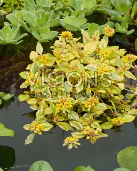 Lysimachia congestiflora Outback Sunset Lysimachia congestiflora Outback Sunset