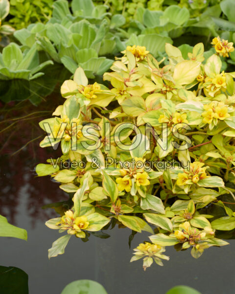 Lysimachia congestiflora Outback Sunset Lysimachia congestiflora Outback Sunset