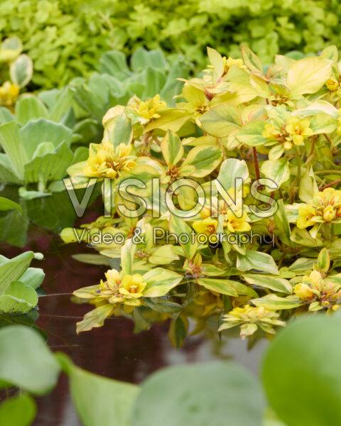 Lysimachia congestiflora Outback Sunset Lysimachia congestiflora Outback Sunset