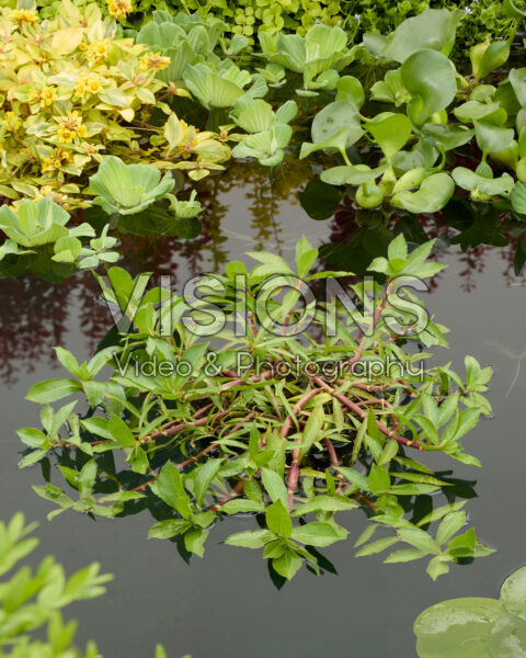 Alternanthera hassleriana Alternanthera hassleriana