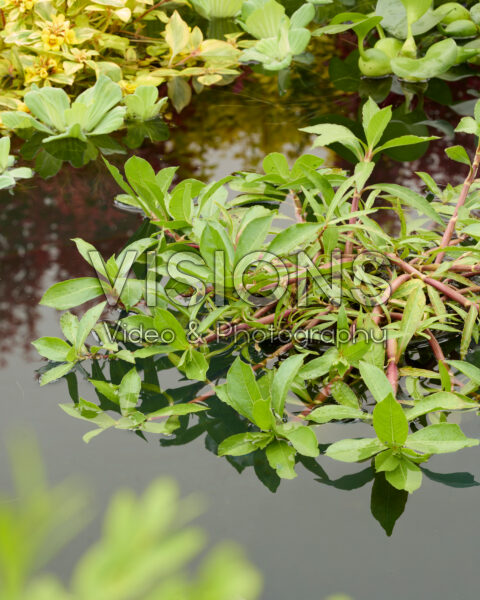 Alternanthera hassleriana Alternanthera hassleriana