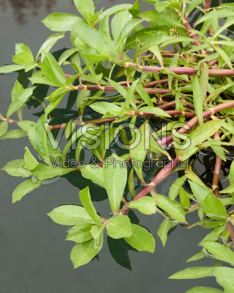 Alternanthera hassleriana Alternanthera hassleriana