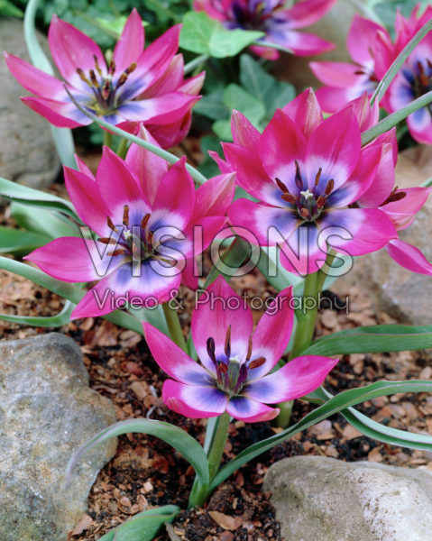 Tulipa humilis Little Beauty