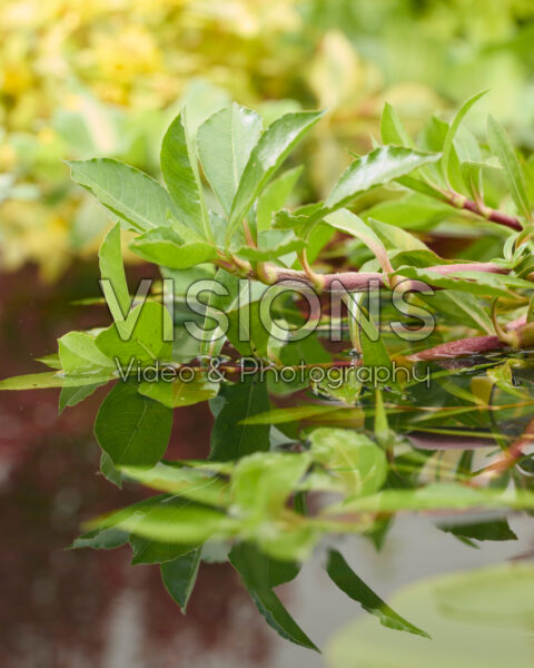Alternanthera hassleriana Alternanthera hassleriana