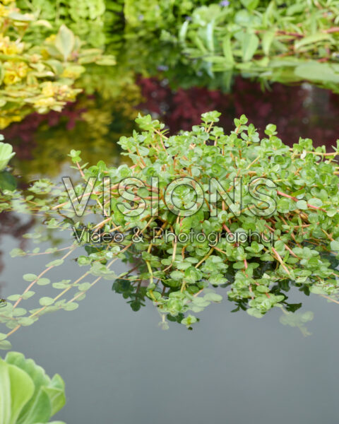 Rotala indica Rotala indica