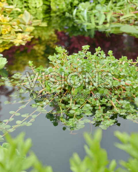 Rotala indica Rotala indica