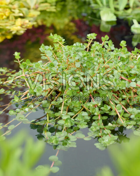 Rotala indica Rotala indica