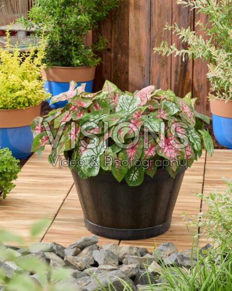 Caladium mix Caladium mix