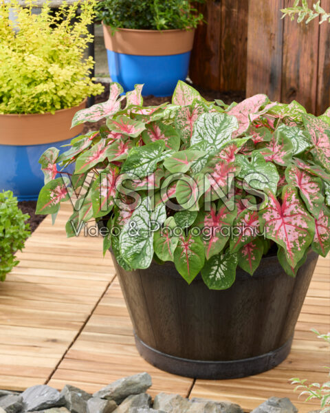 Caladium mix
