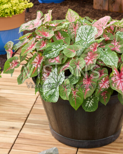 Caladium mix Caladium mix