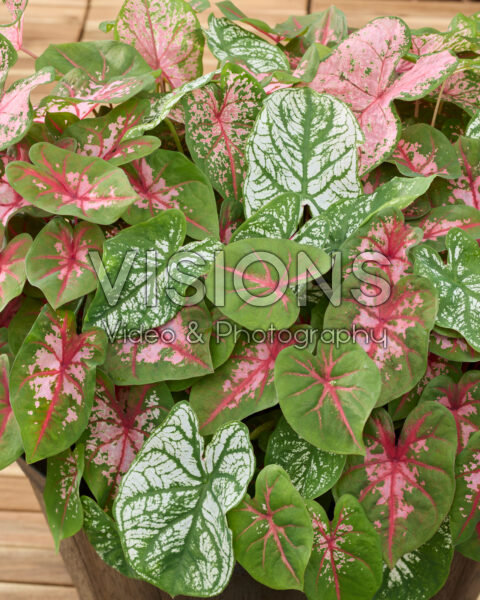 Caladium mix