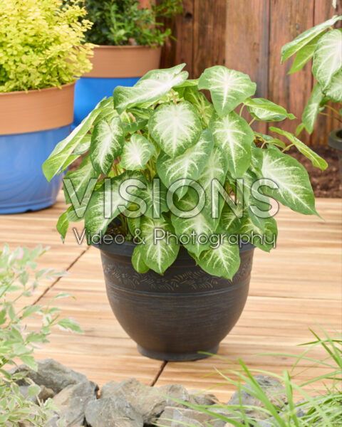 Caladium Aaron Caladium Aaron
