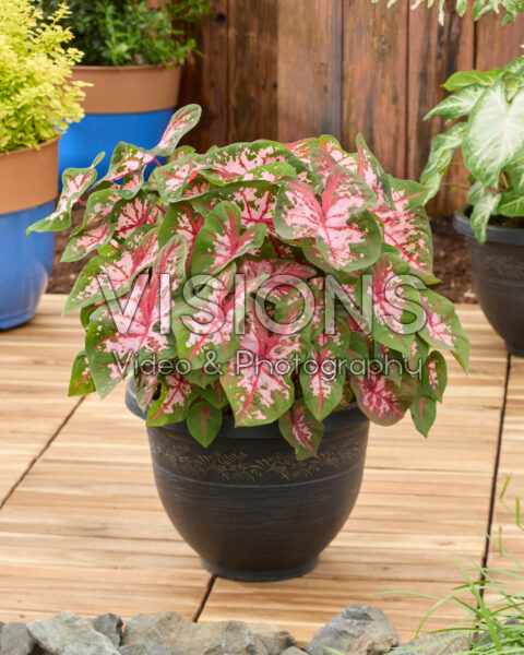 Caladium Carolyn Whorton Caladium Carolyn Whorton