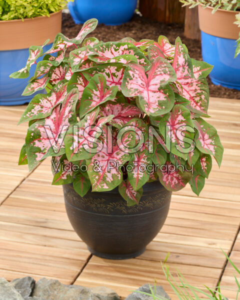 Caladium Carolyn Whorton Caladium Carolyn Whorton