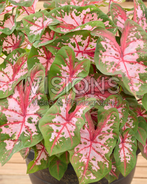 Caladium Carolyn Whorton