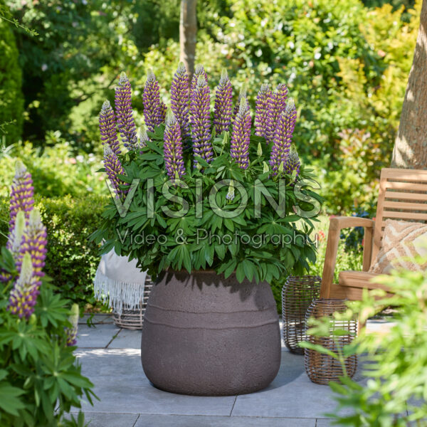 Lupinus Lupinova™ Lupinus Lupinova™