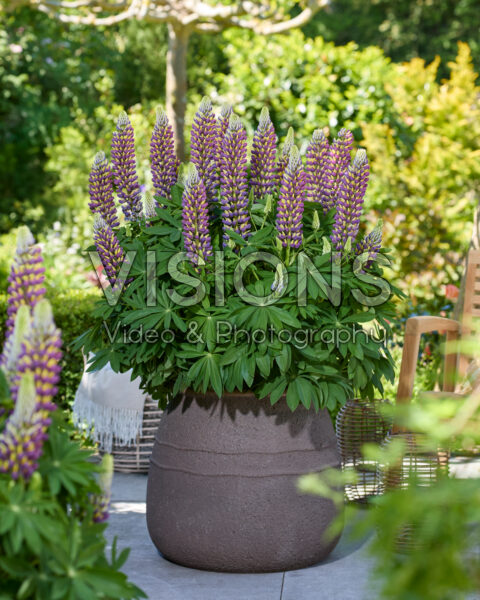 Lupinus Lupinova™ Lupinus Lupinova™