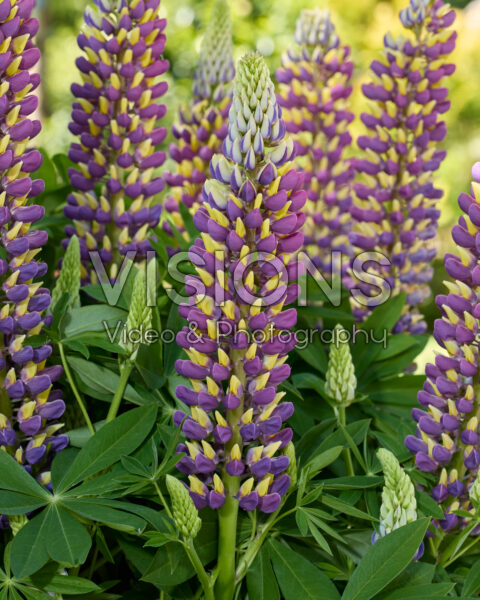 Lupinus Lupinova™ 