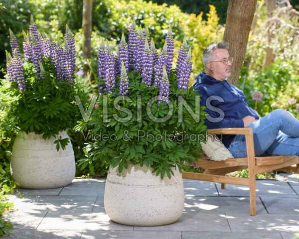 Lupinus Lupinova™ Cierra Lupinus Lupinova™ Cierra
