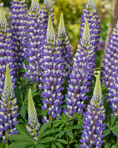 Lupinus Lupinova™ Cierra Lupinus Lupinova™ Cierra