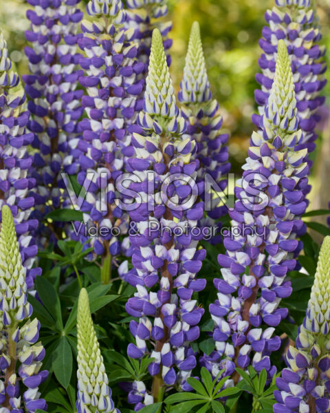 Lupinus Lupinova™ Cierra Lupinus Lupinova™ Cierra