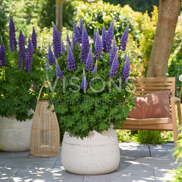 Lupinus Lupinova™ Lyanna Lupinus Lupinova™ Lyanna