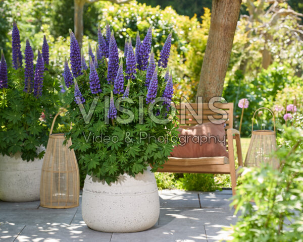 Lupinus Lupinova™ Lyanna Lupinus Lupinova™ Lyanna