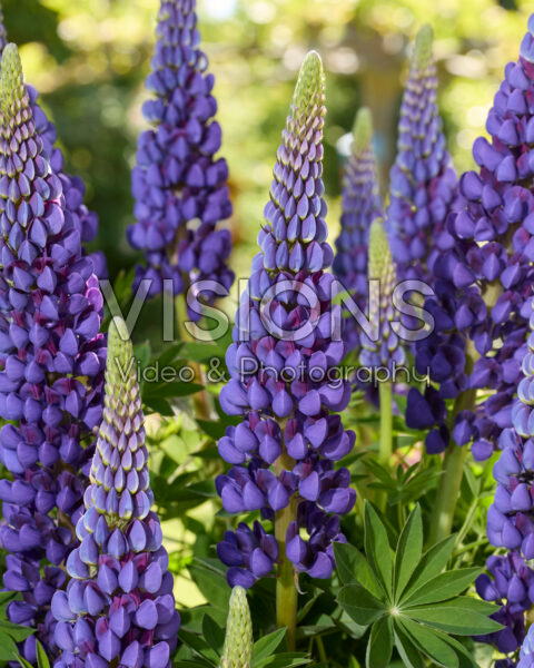 Lupinus Lupinova™ Lyanna