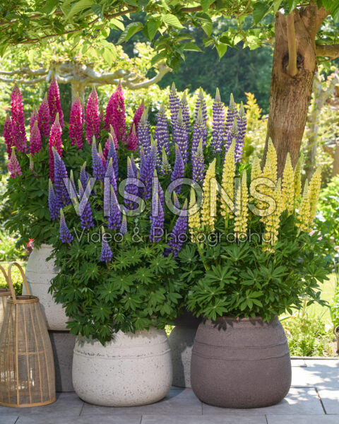 Lupinus Lupinova™ collectie Lupinus Lupinova™ collectie