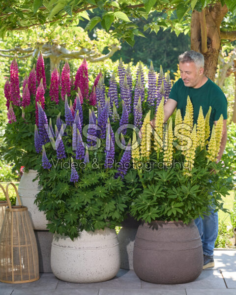 Lupinus Lupinova™ collection