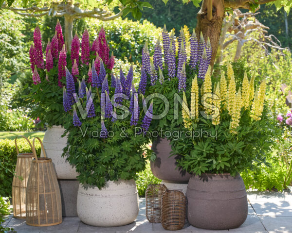 Lupinus Lupinova™ collection Lupinus Lupinova™ collection