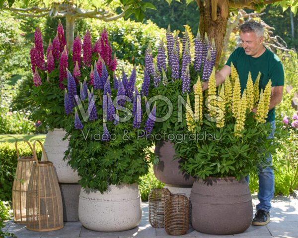 Lupinus Lupinova™ collectie