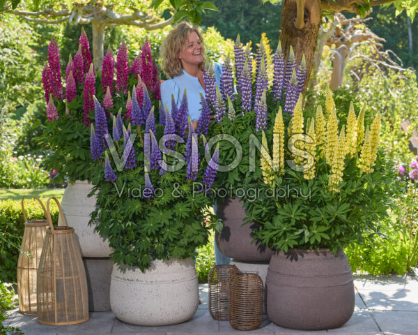 Lupinus Lupinova™ collectie